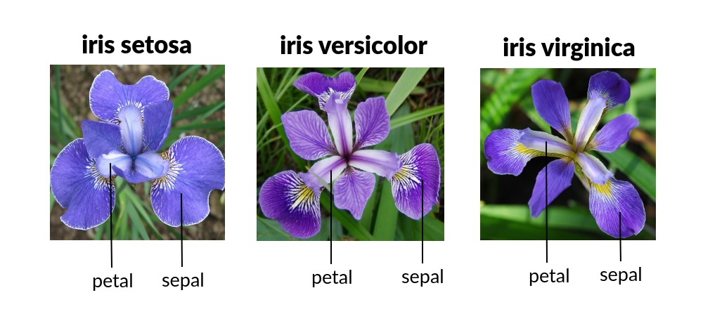 Iris species